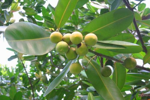 Фикус каучуконосный в природе. Фикус каучуконосный (Ficus elastica)