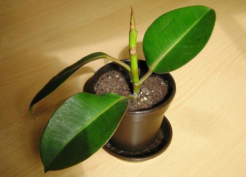 Как растет фикус. Фикус каучуконосный или эластика - Ficus elastica