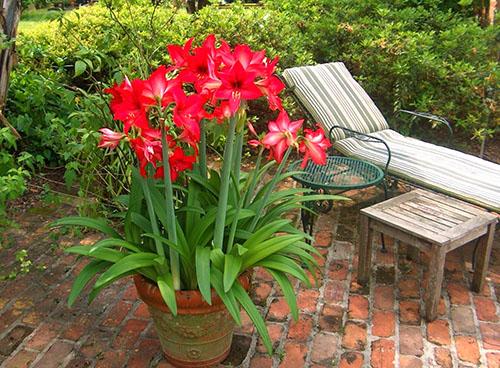 Как рассадить гиппеаструм. Когда и как пересаживать гиппеаструм?