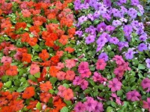 Бальзамин на клумбе. Садовый бальзамин – яркие красочные клумбы: особенности выращивания и ухода