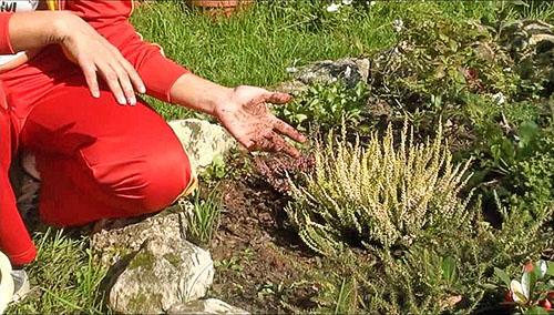 Вереск беоли кримсон. Посадка и уход за вереском на приусадебном участке