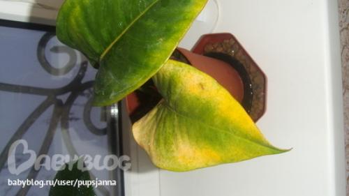 У антуриума после пересадки желтеют листья у. Как правильно ухаживать за цветком?