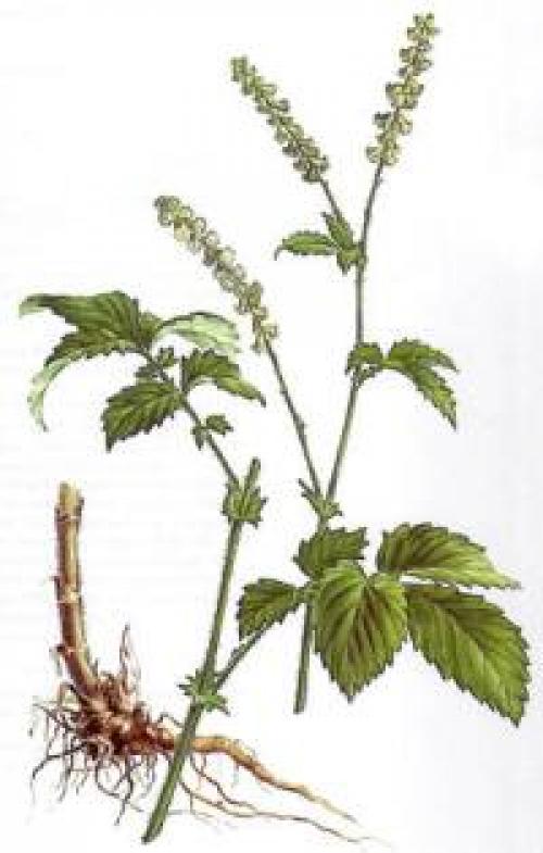 Репешок обыкновенный. Виды лечебной травы репешок