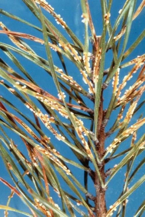 Ржавчина хвои сосны