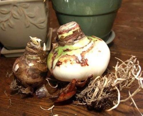 Когда убирать амариллис на покой. Пошаговая инструкция