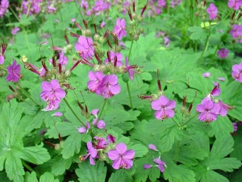 Герань крупнокорневищная. Описание вида