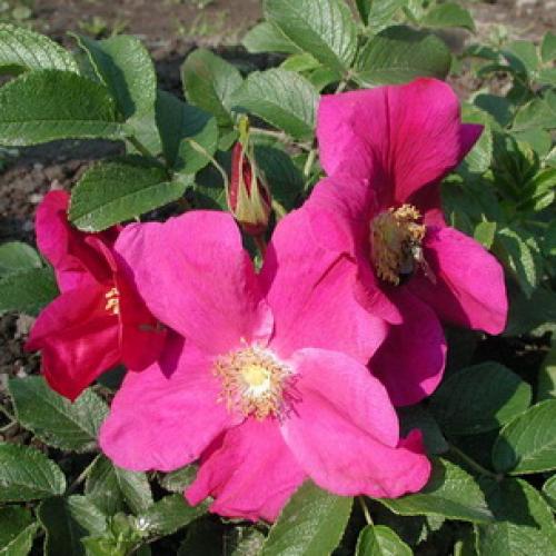 Шиповник морщинистый кустарник. Шиповник садовый морщинистый: фото и описание сортов