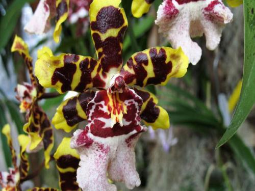 Орхидея Онцидиум Свит Шугар. Ботаническое описание