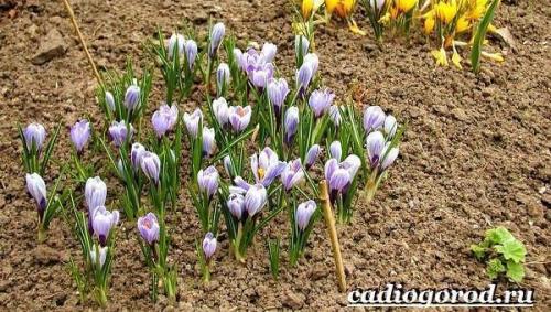 Ruby Giant крокус. Крокус цветок. Выращивание крокуса. Уход за крокусом