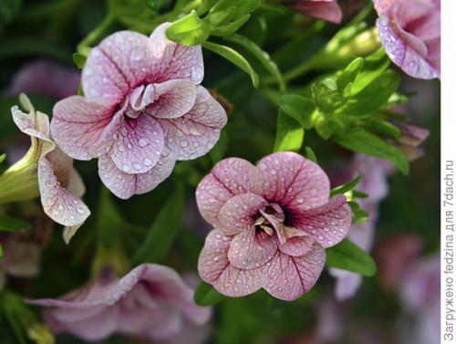 Калибрахоа лучшие сорта. Махровая калибрахоа