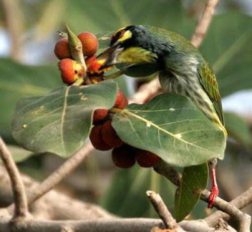 Фикус бенгальский. Ботаническое описание