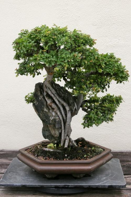 Вяз мелколистный листья. Вяз мелколистный (лат. Ulmus parvifolia) — бонсай