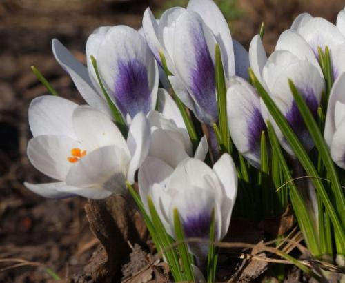 Крокус ботанический Зибера Триколор. Ранние сорта крокусов