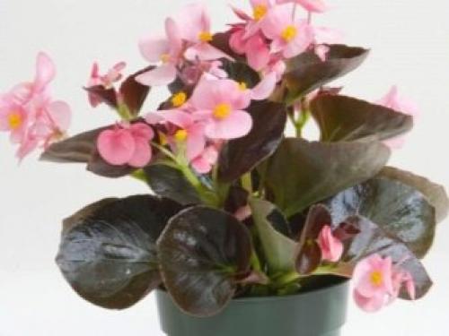 Бегонию вечноцветущую розовую. Сорта