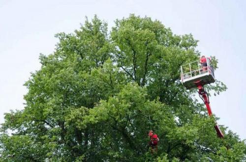 Дуб обрезка осенью. Роль обрезки в формировании кроны