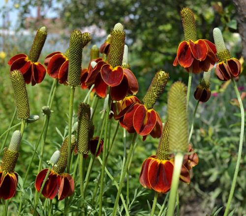 Ратибида в цветнике. Необыкновенная ратибида колоновидная на дачном участке