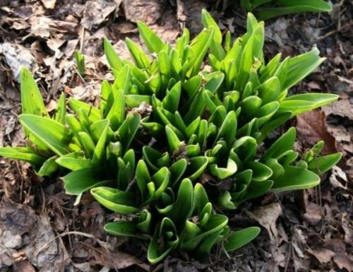 Ядовитые растение безвременник. Ядовитый цветок безвременник с необычным циклом развития