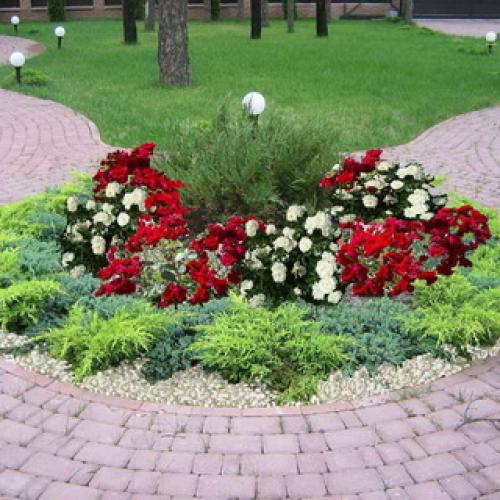 Герань садовая красно-бурая. Садовая герань в ландшафтном дизайне участка (с фото)