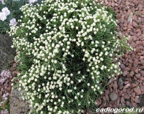 Гелихризум розовый фарфор. Гелихризум цветок. Выращивание гелихризума. Уход за гелихризумом