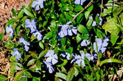 Барвинок зимостойкость. Барвинок