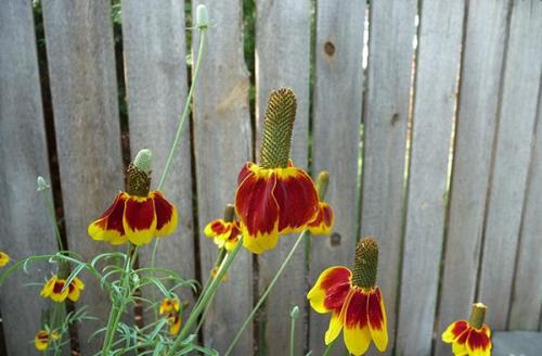 Ратибида в цветнике. Необыкновенная ратибида колоновидная на дачном участке