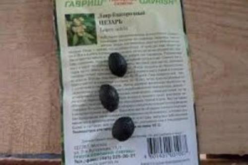 Лавр благородный сохнут листья. Как посадить лавр, методы размножения лаврового дерева