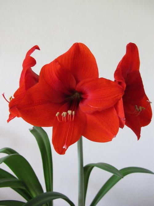 Пробуждение гиппеаструма. Обманите гиппеаструм!