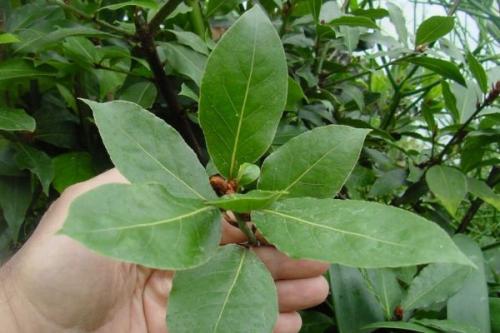 Как быстро растет лавр. Лавровое дерево в открытом грунте. Вы даже не догадываетесь как оно растет!!