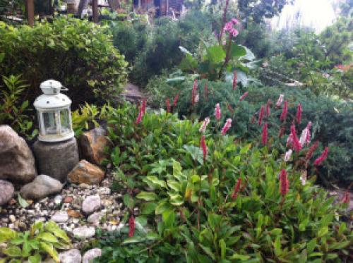 Горец змеиный в саду. Мой любимый горец