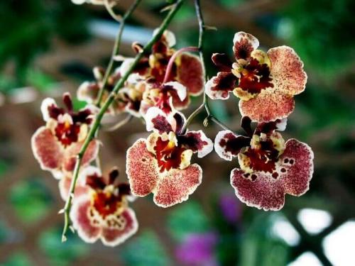 Онцидиум Свит Шугар уход в домашних условиях. Уход за онцидиумом в домашних условиях