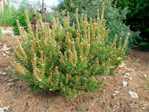 Сосна Банкса диаметр кроны. Сосна Банкса (Pinus banksiana)