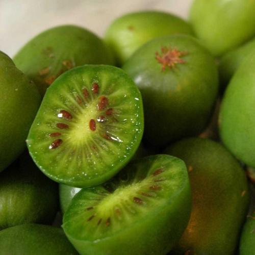 Актинидия асия. Особенности вида