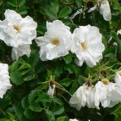 Шиповник морщинистый кустарник. Шиповник садовый морщинистый: фото и описание сортов