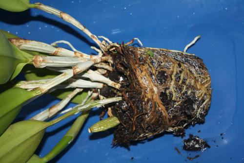 Как правильно посадить каттлею. Посадка орхидеи Каттели в домашних условиях