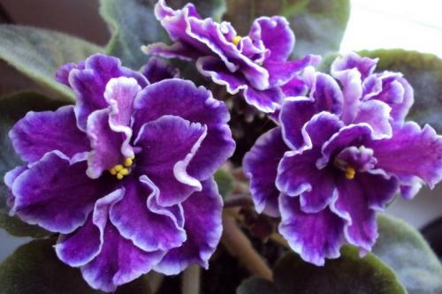 Почему у фиалки мелкие листья и не цветет. Почему не цветет комнатная фиалка?