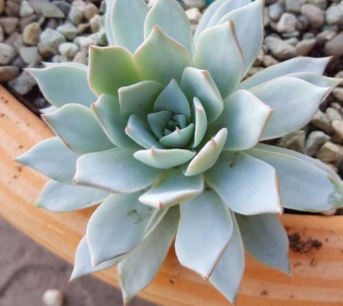 Эхеверия миранда. Виды эхеверий для комнатного цветоводства