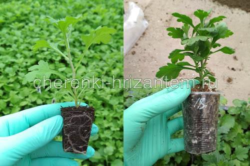 Хризантема крупноцветковая каталог. Хризантема