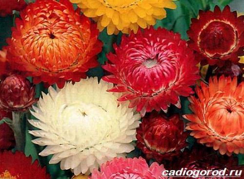 Гелихризум розовый фарфор. Гелихризум цветок. Выращивание гелихризума. Уход за гелихризумом