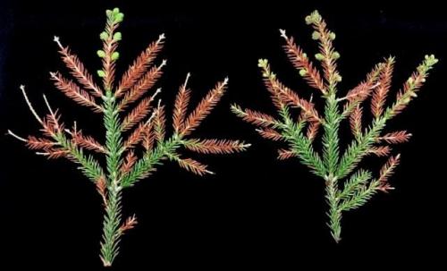 Фузариоз сосны. Фузариоз и корневые гнили хвойных растений