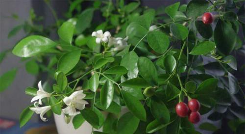 Муррайя паникулята. Муррайя описание и фото разных видов