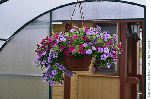 Калибрахоа лучшие сорта. Махровая калибрахоа