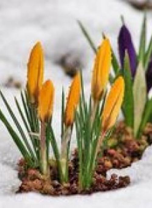 Как вырастить крокусы из семян дома. Крокусы - посадка и уход