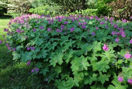 Герань крупнокорневищная. Описание вида