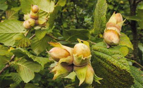 Где растет фундук в Ленинградской области. Садовый фундук