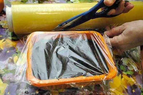 Ратибида в цветнике. Необыкновенная ратибида колоновидная на дачном участке