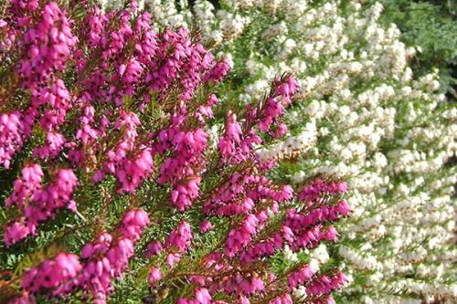 Вереск Эрика микс Посадка и уход. Растение эрика: посадка и уход в мельчайших подробностях