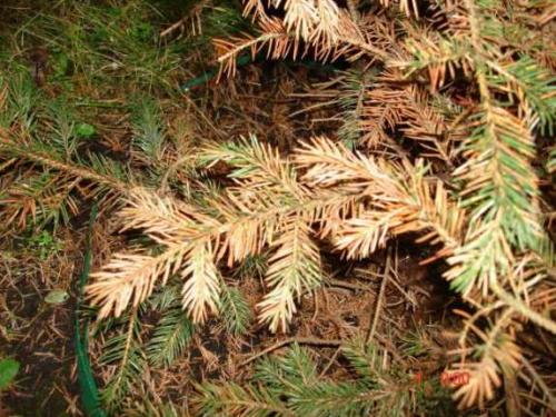 Почему желтеет кедр. Почему желтеет хвоя