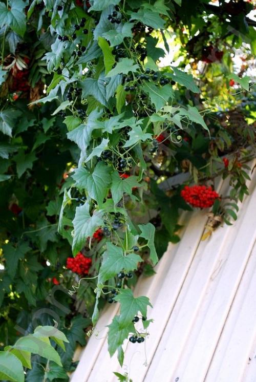 Лианы для Сибири. Бриония. Выращиваем лианы в Сибири