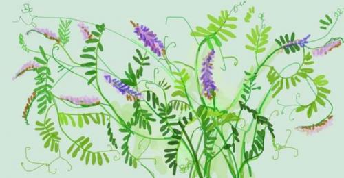 Мышиный горошек: описание растения- лечебные свойства и где применяют +Фото и Видео