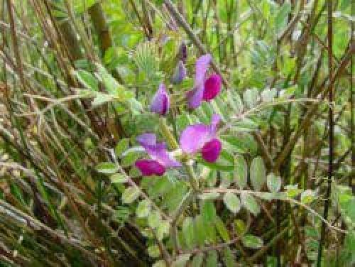 Вика сельскохозяйственная культура. Срезка